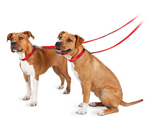 pet’s collar or harness effortless