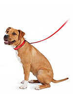 pet’s collar or harness effortless