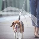 Pet umbrella Small animals The rain